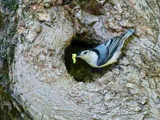 White-breasted Nuthatch adult with food for nestlings by Mary Holland https://naturallycuriouswithmaryholland.wordpress.com/; permission required for use.